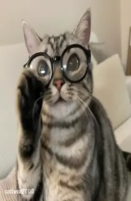 #cat #me #fyppppppppppppppppppppppp #fyp #catluva2000 