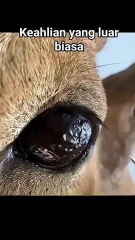Perlu keahlian khusus untuk melakukannya #animals #animallovers #animalvideo #animalphotography #animalpet #animalworld #animalplanet #animalchannel 