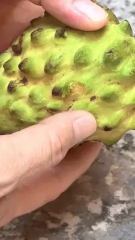 Rahasia Srikaya & Atemoya, Buah Tropis Mirip Custard! #Srikaya #Atemoya #BuahTropis #CustardFruit #janganlupalikekomentdanfollowya 