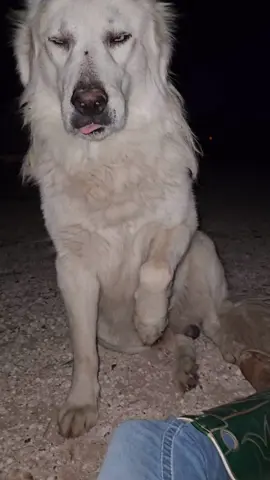MY DAWGS.  #lgd #greatpyrenees #ranchlife #fyp #fypage 