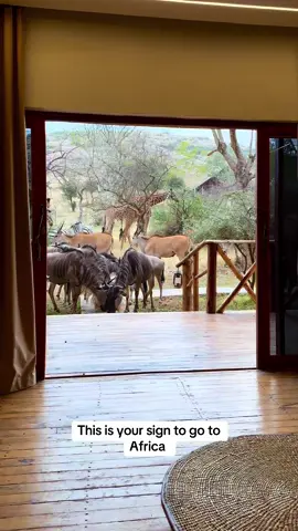 Waking up to this view…Thank you for hosting  @SERVAL WILDLIFE  #africa #tanzaniatiktok 