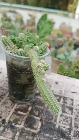 Replanting Peanut Cactus Don't Miss This Tip 🪴🔥#shorts  #peanutcactus #propagation #unfrezzmyaccount #tiktokteam #viral #fyp 
