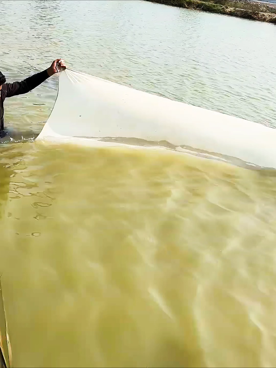 Totally awesome fish hunting....😱😱 #fyf #tiktok #fishnets #fishhunting #fishingnet 