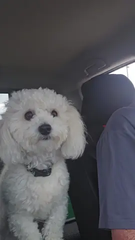 KFC #dogsoftiktok #funny #5seconds #dogssupportdogs 