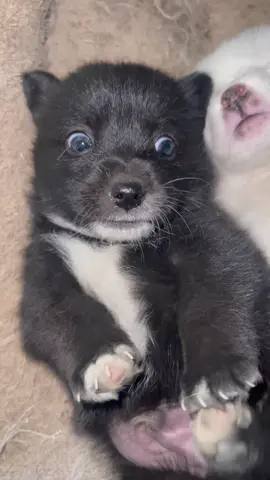 #cutedogvideo #foryoupage❤️❤️ #viralvideos
