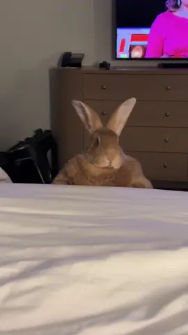 When you’re trying to have a #sexytime but “some bunny” is watching you #pet #parents #tiktok 