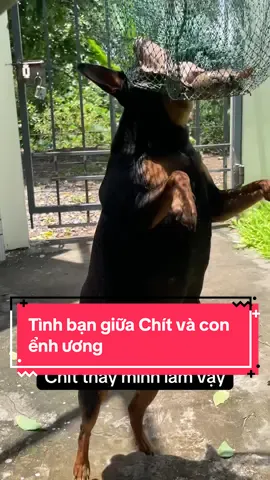 Tình bạn giữa Chít và con ểnh ương #chuyennhadeng 