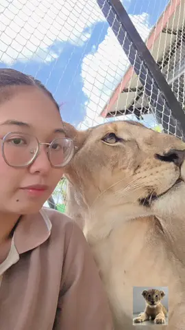 นาลารักแม่แล้ว จากเด็กชอบตีแม่ในวันนั้น 📌lion land Phuket  เพจ เลาะกับสิงโต  #ซิมบ้านาลารักแม่มาก##สิงโตภูเก็ต#สัตวโลกน่ารัก#ฉันมีลูกเป็นสิงโต #คนกับสิงโต🦁