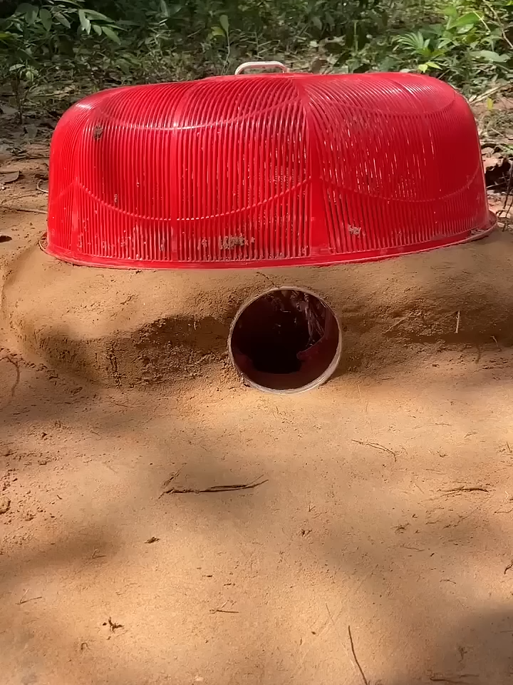 Giant Python Outsmarts Simple Snake Trap in SECONDS! #traditionalhunting #snake #animaltraps 🐍😮 - Walking in the forest
