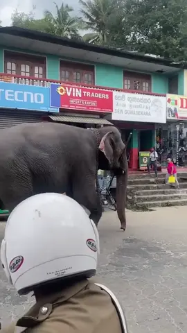 හෙන්ඩුව කටේ ගහන් යන ලස්සන බලන්නකෝ 😱 