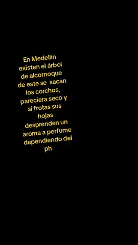 #arboldelcorcho  #arbolalcornoque #medellincolombia 