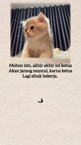 #laguarab #kucing #arabicsong 