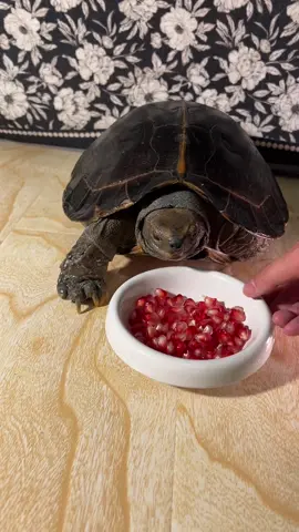 Turtles eat fruit#animal #pet #tortoise #🐢 #hurt 