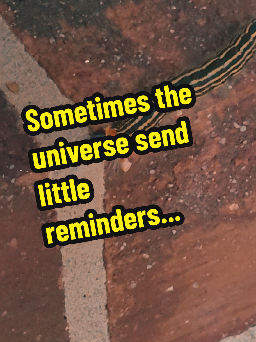 Sometimes the universe sends little reminders: growth takes time, but change is always on the way. The Yellow-necked Caterpillar may look simple, but spiritually it carries a deep message — transformation, patience, and trust in life’s unfolding. Even the tiniest creatures remind us of the bigger picture. #caterpillarwisdom #spiritualsigns #transformation #trusttheprocess #naturemessages 