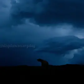 Día 422... #dogdance #metallica #forwhomthebelltolls #storm #dogsoftiktok 
