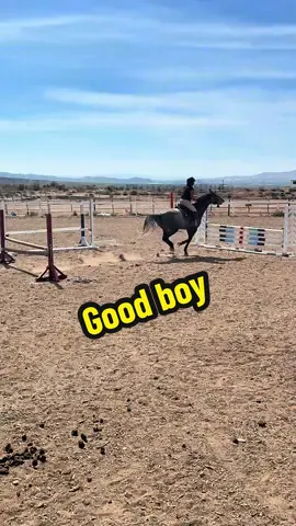 My sweet boyo! Relic jumps once every other week or so ! Gotta let the baby grow so flat work laterals piles trails all that in between makes for an amazing well rounded pony #kwpnpower #kwpn #horses 