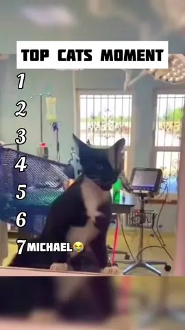 | Funny Cats Moment | 😂😂😂#top #fyp #funny #cat 