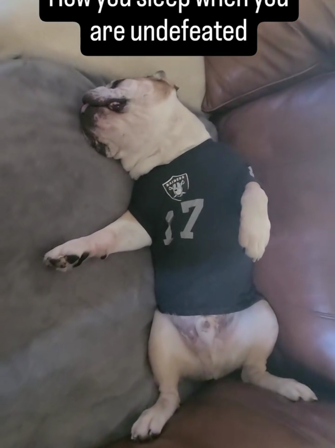 How you sleep when you are undefeated #frankiebulldog #raiders #silverandblack #raiderdog #justwin@Las Vegas Raiders