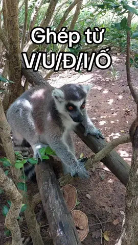 ghép từ#VinWonders , #GreenCreator , #dulich #jrslbym #viraltiktok 
