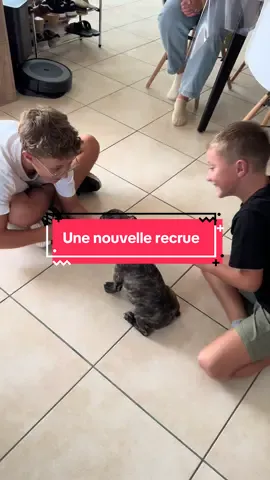 On vous présente Albator #bouledoguefrançais #chien #albator #pourtoi #foryou 