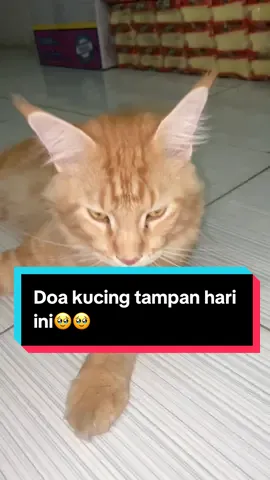 Semoga segala doa baik jabbar untuk babunya di kabulkan😭 #fyp #trending #kucingtiktok 