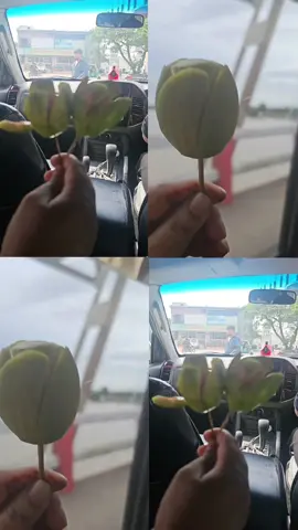 desho giya amrah kai r gura guri kori.