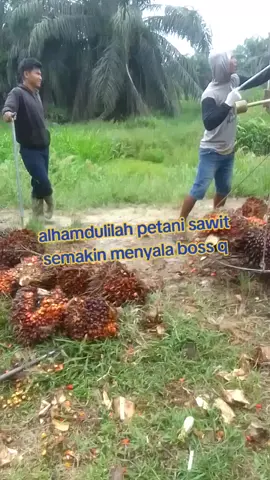 nimbang sawit  #jangkauanluas #fyp 