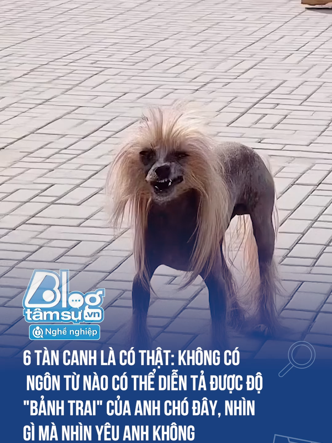OMG đây là giống chó gì vậy các bác #discovery #blogtamsu #xuhuong #btsmedia #tiktoknews #funfact #viral #cho