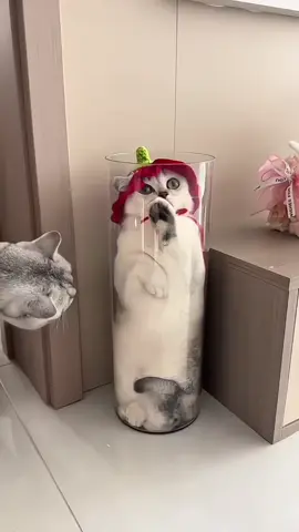 #funnyvideos #fypシ #cat 
