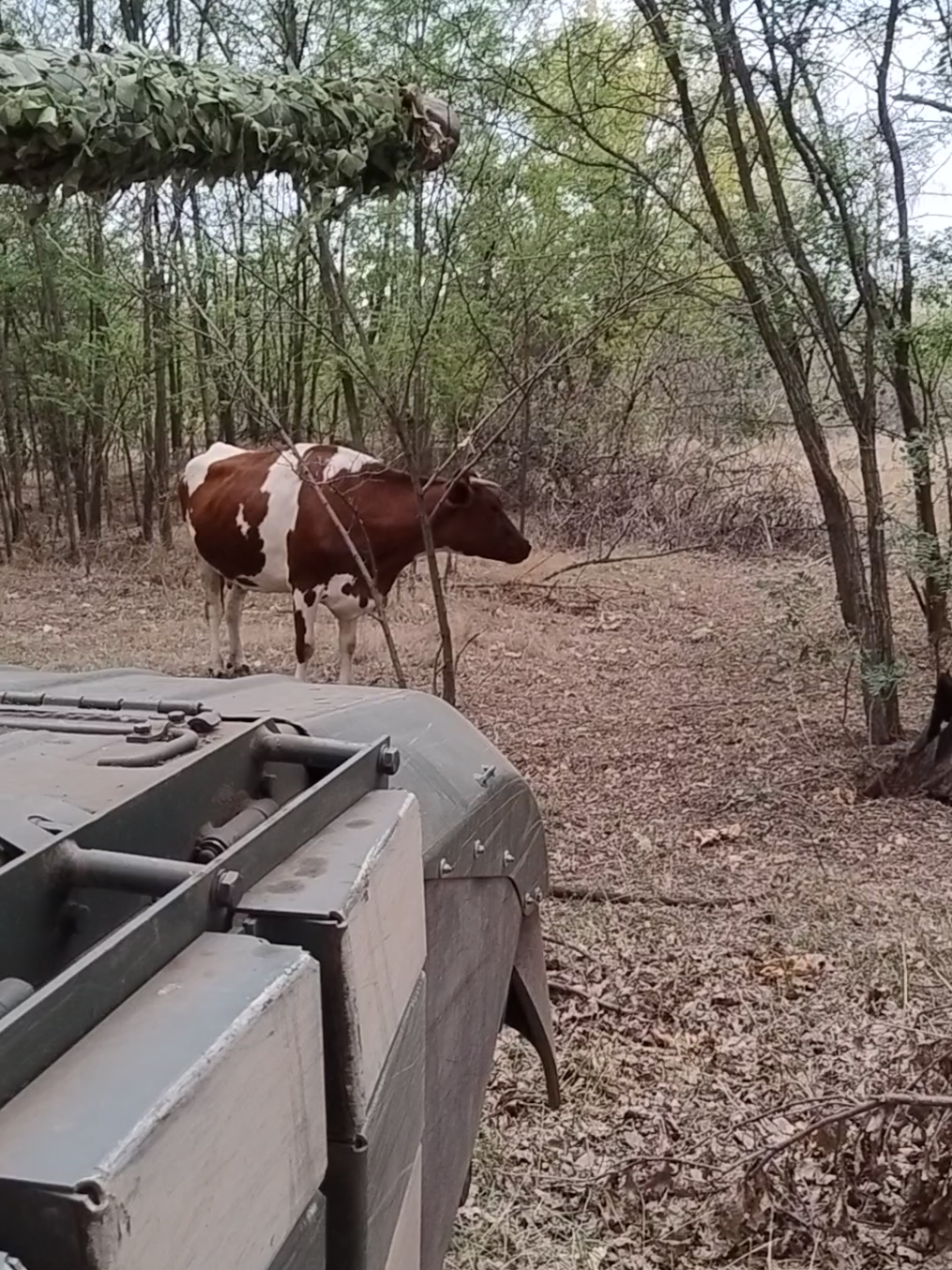 В нас гості 🐮 #україна🇺🇦 #україна #славаукраїні🇺🇦🇺🇦🇺🇦 #зсу🇺🇦 #зсу 