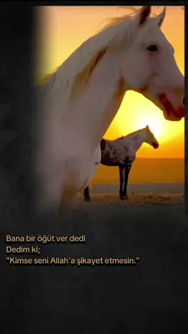 Kimse seni  Allah'a şikayet etmesin...