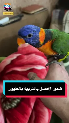 شنو الافضل بالتربية  #لوري #ببغاء #عبودpets #غندور