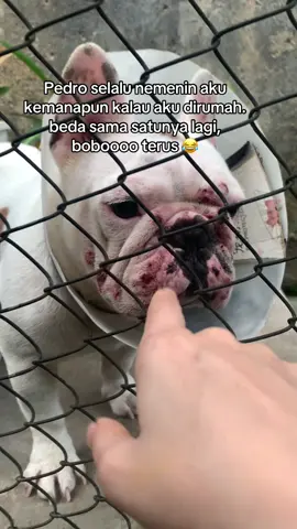 #frenchbulldog #frenchie #frenchiesoftiktok #lovelydog 