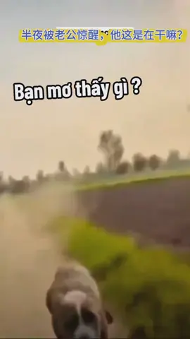 bạn mơ thấy gì #quynhkun 