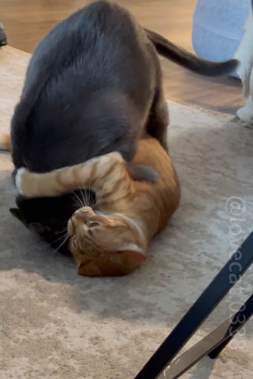 Cat WWE 🥊. 