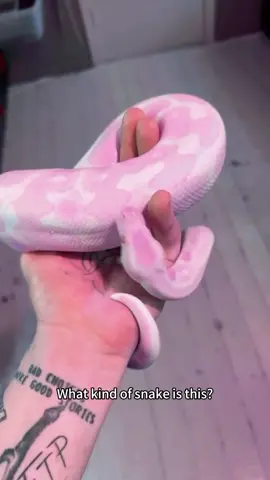Snake #snake #popular #americe #funny #fyp 