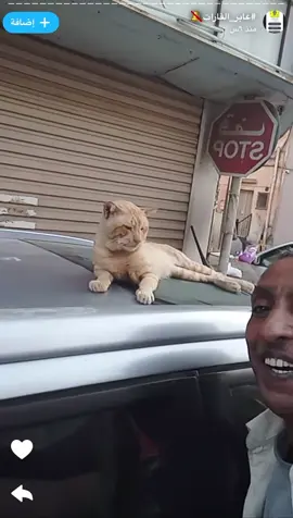 #عمان #البحرين #الشعب_الصيني_ماله_حل😂😂 #عابر_القارات🔕 #cats 