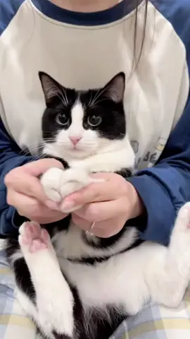 🥹Dios mío hasta el michi sabe bailar #gato #gatostiktok #cat #catlover #animal 