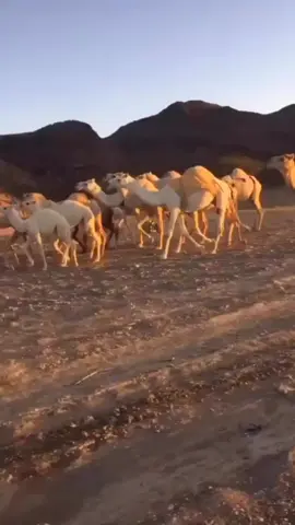 #ارشيف#عبدالرحمن محمد #العصيمي#عطايا_الله🐪 #العصيمي ##البل 