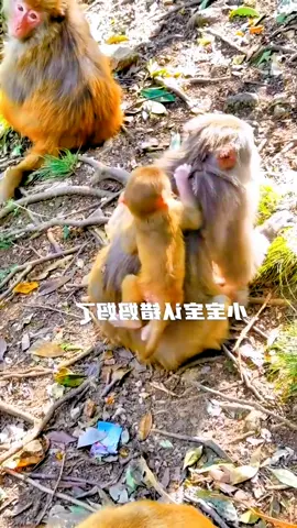#LanguageLearning #tiktok #monkey #foryou 