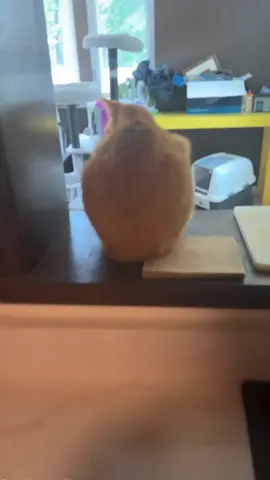 Cat prank 😅😅😅#usa #funnymoments #funny #foryou #funnyvideo #cute #cat #catsoftiktok 