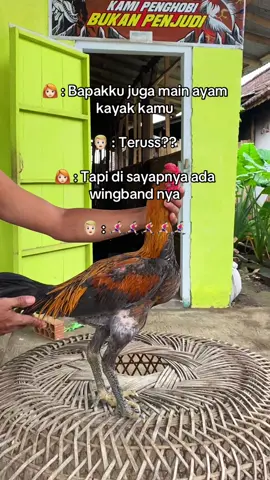 🏃🏻‍♂️‍➡️🏃🏻‍♂️‍➡️🏃🏻‍♂️‍➡️🏃🏻‍♂️‍➡️🏃🏻‍♂️‍➡️ #ayam #fyp #pakhoy #ayambangkok #ayambangkoksuper 