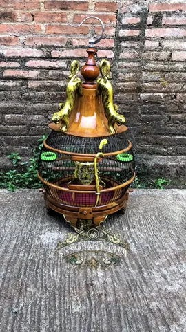 Sangkar perkutut minion macan #sangkar #sangkarburung #sangkarburungperkutut #sangkarperkututminion #sangkarperkutut #perkutut #perkututlokal #kungmania 