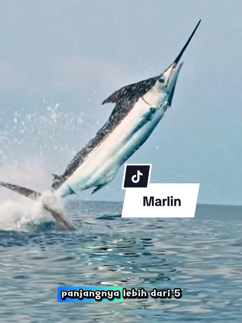 Marlin #ikan #mancing #marlin #marlinfishing 