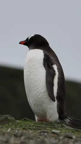 Penguin stands tall in Antarctica’s wild beauty #PenguinLove #Viral