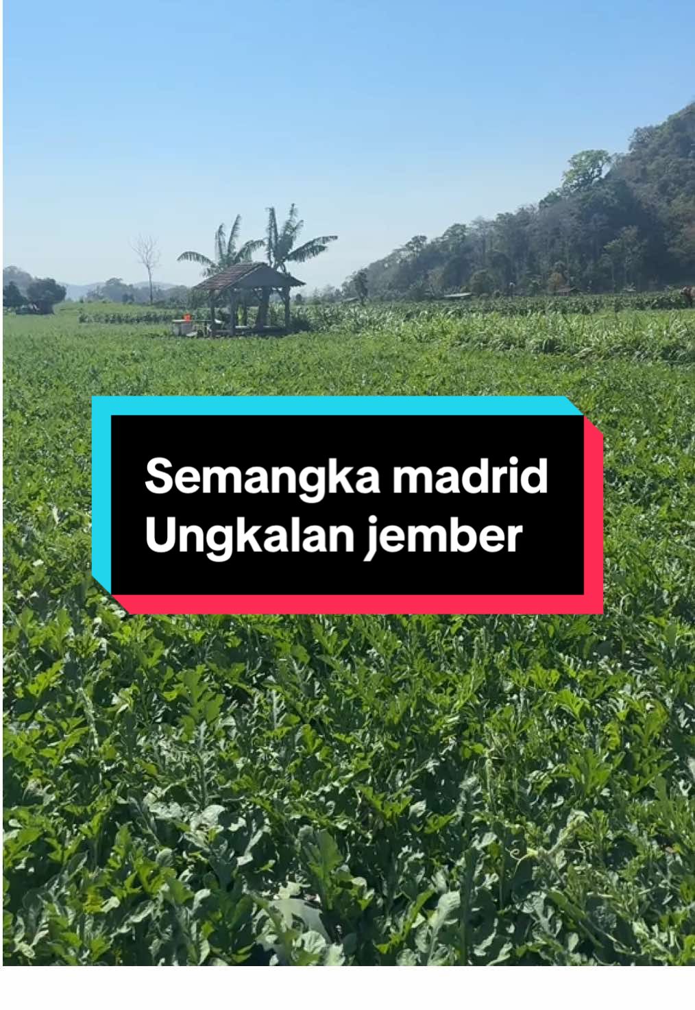 Semangka madrid, ungkalan. #petaniindonesia🇮🇩🇮🇩🇮🇩🌿🌿 #BenihUnggul #benihsemangka #PencaparBenihSemangka 