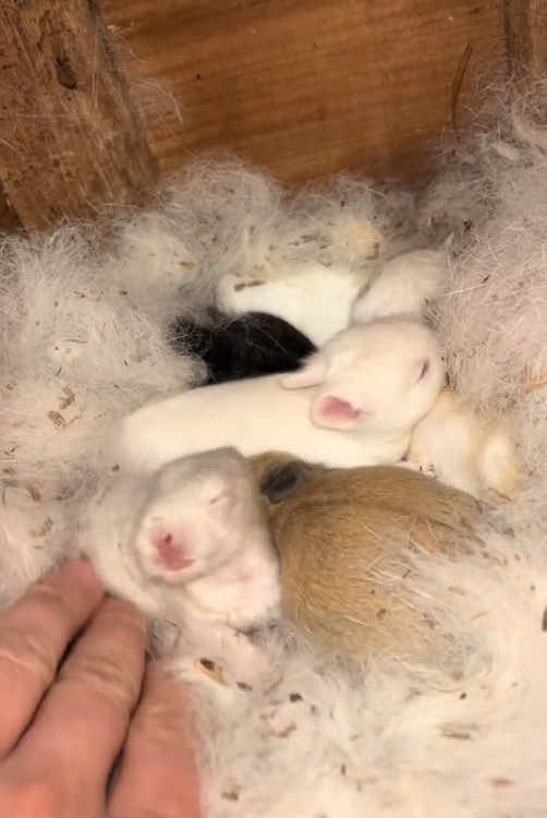 Cute bunny#cutebunny #rabbit #cutebaby 