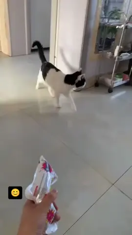 The cat got a fright. #funnycats #funnyanimals #petvideos #cat #catsoftiktok #fyp #usa #longervideos