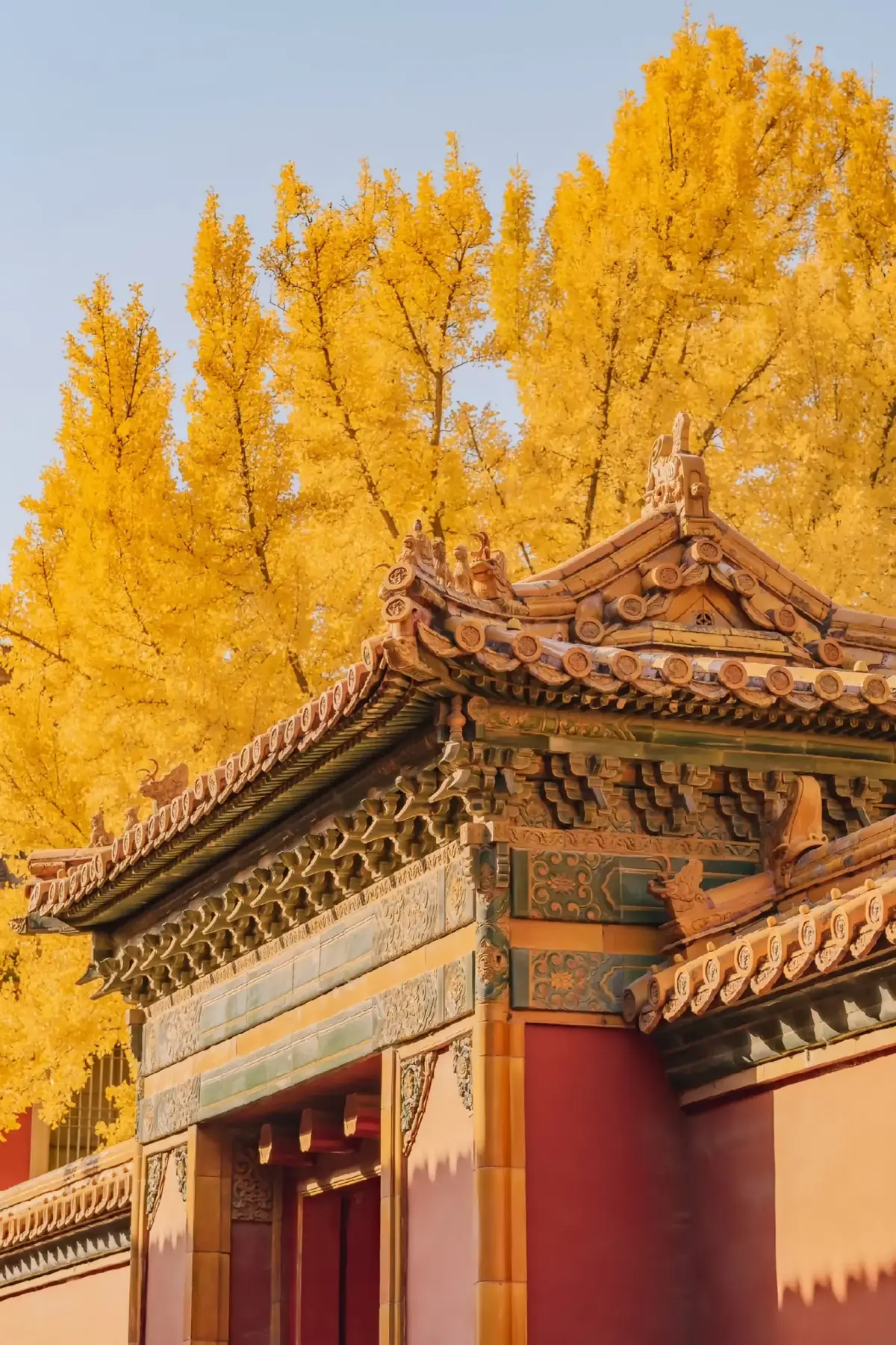 11 điểm ngắm bạch quả ở Bắc Kinh mà bạn nên đến: P1: Bạch quả ở Cung Diên Hy Công  P2: Bạch quả ở Chùa Hồng Loa  P3: Bạch quả ở Công viên Trung Sơn  P4: Bạch quả ở Chùa Đại Bắc  P5: Bạch quả ở phía tây cổng Thần Vũ của Tử Cấm Thành  P6:  Cung điện mùa hè P7: Đại lộ Ngũ Tứ P8: Bắc Lạc Cổ Hương  P9: Đường Cảnh Sơn P10: Ngõ Hậu Viên Ân Tự  P11: Phố đi bộ Tiền Môn  📍Thời gian ngắm đẹp nhất: từ đầu tháng 10 - cuối tháng 11. ©️ Douyin [周航verse] #xuhuong #viral #fyp #travel #canhdep #autumnvibes #beijing #北京 #秋季 #dulichtrungquoc #tourtrungquoc #lianlian连 