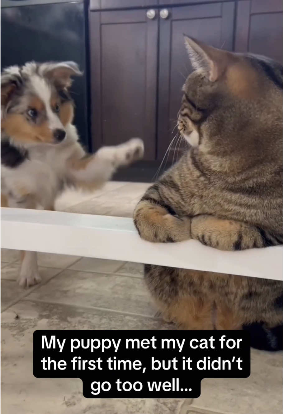 From strangers to snuggle buddies ❤️#dog #cat #friends #Love #cute #bestfriend #purelove #friendship #funny #dogsoftiktok #catsoftiktok #foryou #usa🇺🇸 